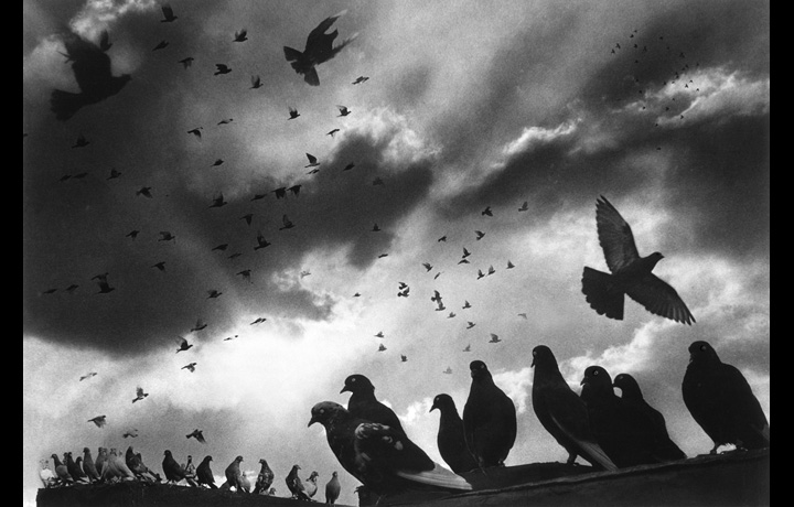 Pigeons, 1956 Here I used NINE negatives. Believe me it took a long time to print
