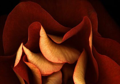 This photo captures a close up of the petal on a brozne colored rose.